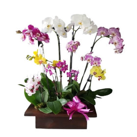Classic Orchids
