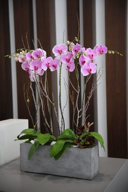 Purple orchids in gray stone container