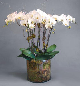 Bella Orchid